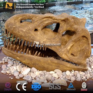 My Dino Original Size Fiberglass Dinosaur <span class=keywords><strong>Fossil</strong></span> Dinosaur Skull Of <span class=keywords><strong>Velociraptor</strong></span> For Museum Display - Product Image 1