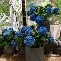 Bunga Buatan, Hydrangea untuk Dekorasi Tempat, Lanskap Taman Pernikahan Hotel, Perlengkapan Fotografi, Rangkaian Bunga Rumah