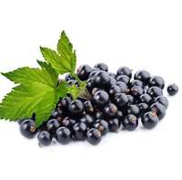 100% puur natuurlijk gedroogd zwarte bessen fruitpoeder, rauw zwarte bessen extract zonder toevoegingen, plantenextract