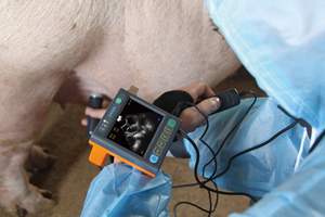 Veterinär-Hand ultraschall gerät Elektrisches Ultraschall diagnose instrument Wieder verwendbare Funktion - Product Image 6