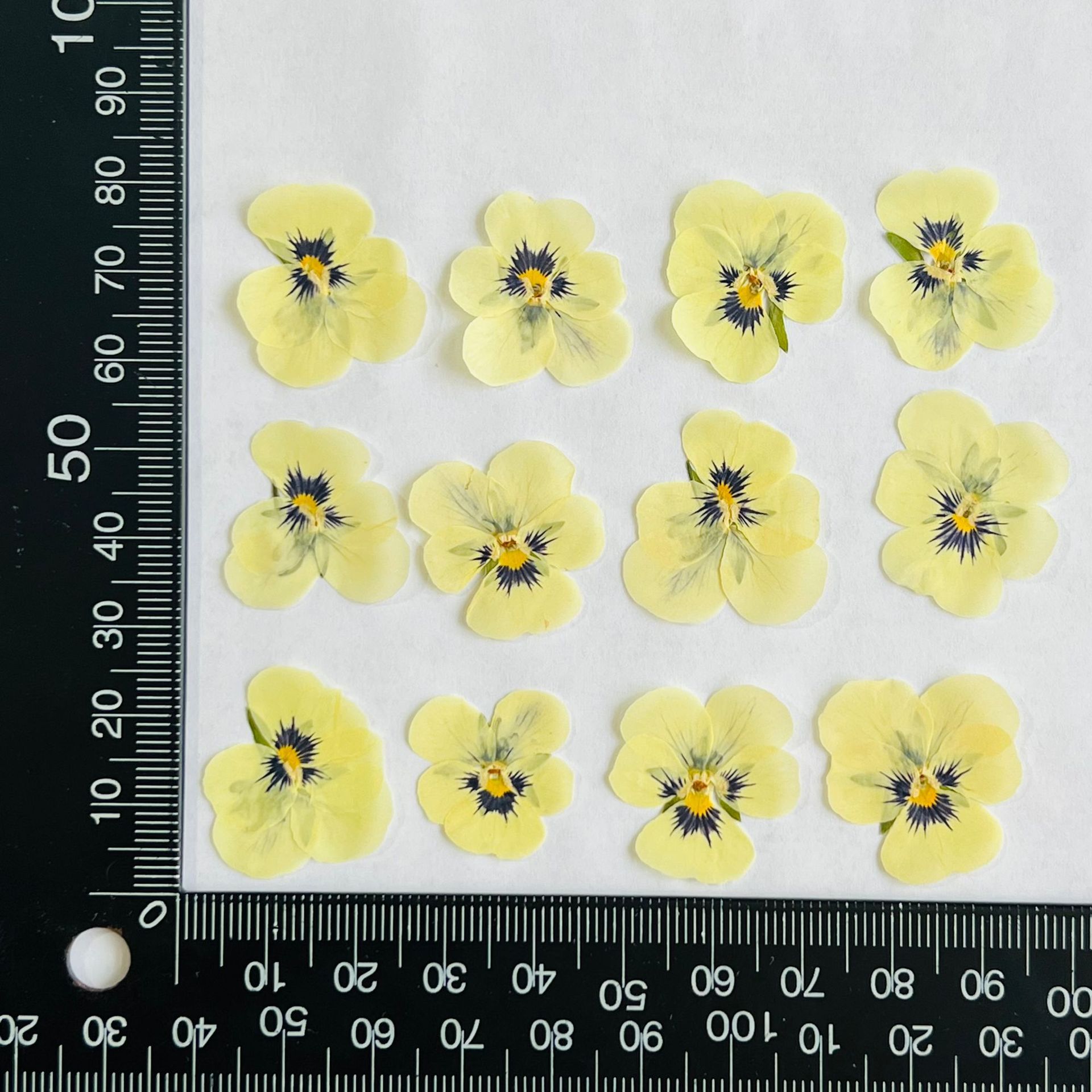 Pansy pansy beige