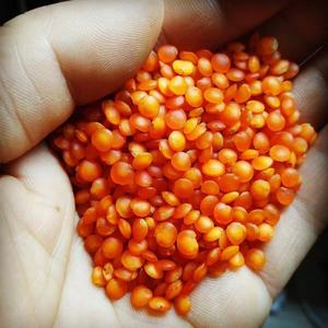 Organik kırmızı mercimek kurutulmuş Chana Dal ve yeşil mercimek gıda kullanımı toplu torbalarda paketlenmiş - Product Image 3