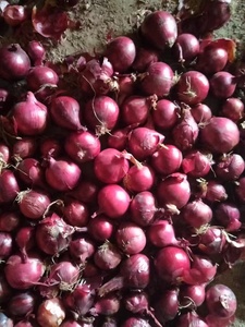 Mới trồng hành tây tươi Trung Quốc Chất lượng cao hành tây đỏ tươi hành tây không bóc vỏ - Product Image 4