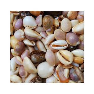 เปลือกหอยคุณภาพสูงสำหรับตกแต่งเฟอร์นิเจอร์และอุปกรณ์เสริม - Product Image 6