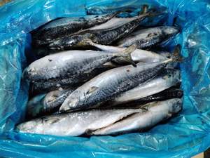 X1163 congelado pacífico cavala todo redondo fabricante de alta qualidade scomber japonicus pacífico cavala peixe 300-400g - Product Image 5