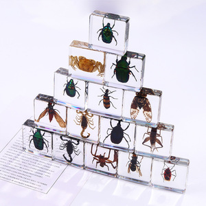 Aivi Nouvelle Arrivée Transfrontalière Serre-livres Carré en Résine Époxy avec Insecte, Aide Pédagogique pour Étudiants, Ornement Artisanal en Ambre avec Spécimen Animal - Product Image 1
