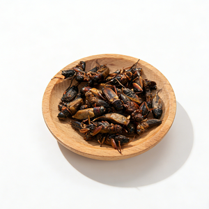 Graines de grinchettes séchées <span class=keywords><strong>comestibles</strong></span>, nourriture naturelle pour reptiles, oiseaux, poissons, petits animaux - Product Image 3