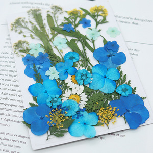 Wholesale Mixed Large Pressed Dried Flowers Pack for Resin Bookmark <strong>Phone</strong> Case Wall Decor Jewelry Crafts - Product Image 3