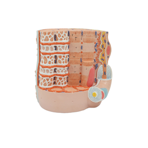 Maniquí Anatómico de PVC con Fibra Reticular, Modelo de Enseñanza de Fibra Muscular Esquelética Ampliada para Uso Hospitalario - Product Image 5