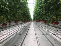 Serre transparente en polycarbonate avec système hydroponique pour tomate concombre poivre