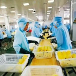 Presse-agrumes commercial presse à froid lente mangue/pomme/orange ananas presse à froid extracteur de jus ligne de Production - Product Image 3