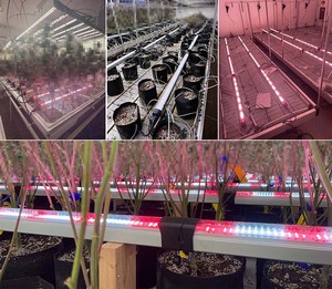Barre de culture LED 120 W 2026 de 1,2 m (120 cm) pour culture sous canopée, lumière de croissance des fleurs, connectable pour éclairage de complément des plantes - Product Image 3
