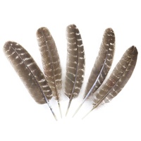 Plumes d'aile de dinde naturelles en vrac, fourniture d'usine, pour la fabrication de stylos à plume, la calligraphie, l'artisanat et la décoration artistique