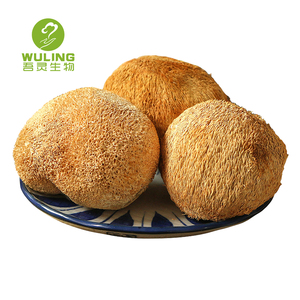 Kruidenplantensupplement Leeuwenmanenextract Champignonpoeder Voedsel Wuling Vruchtlichaam 10:1 20:1 Maitake Champignonextract Poeder - Product Image 3