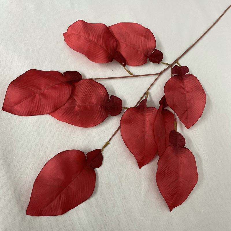 9 feuilles de pamplemousse