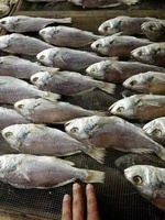 Vitesse du vent élevée et déshumidification à basse température Séchoir à fruits de mer Séchoir à fruits de mer Déshydrateur de fruits de mer avec CE