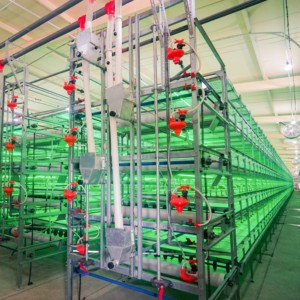 Sistema Moderno Automatico a Gabbie Tipo H per Polli da Carne con Raccolta Automatica - Attrezzatura per Allevamento Avicolo per Polli da Carne - Product Image 6