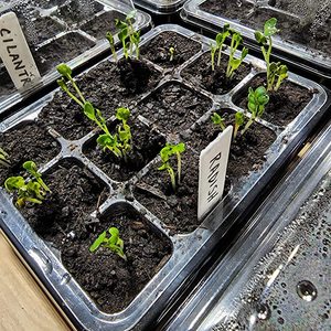 Plateau pots de fleurs, démarreur de semis, pépinière, boîte de culture, jardin de Germination, graine Extra forte - Product Image 3