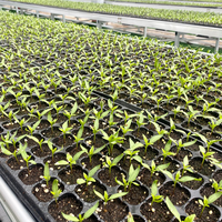 Plateaux de semis en PS/PET à 200 cellules, plateaux de germination de graines, plateaux de pépinière pour l'agriculture, la serre, la ferme, le jardin