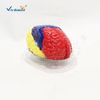 Modello Didattico Medico Ecologico in PVC Colorato della Struttura Anatomica del Cervello Umano