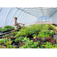 Serre agricole tunnel pour la culture de la tomate, la serre agricole polytunnel la plus économique, populaire et la moins chère à vendre