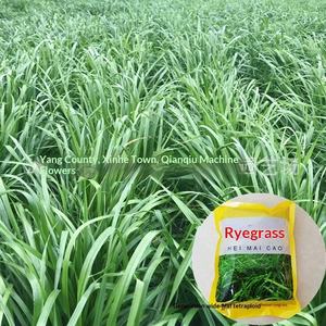 Huile de fourrage d'herbe à poils longs sauvage importée, résistante au froid, vivace, à haut rendement pour l'élevage de bovins, de moutons, de poulets et d'oies - Product Image 2