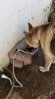 Nouvelle gamelle d'eau automatique pour animaux Weinier avec valve flottante en acier inoxydable 304, garantie 1 an
