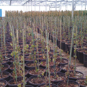 Piquets de jardin <span class=keywords><strong>en</strong></span> <span class=keywords><strong>bambou</strong></span> modernes Support de plantes d'intérieur et d'extérieur pour l'agriculture Bâtons de fleurs - Product Image 6