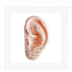 Modelo de acupuntura auricular a escala 1:1 reutilizable para entrenamiento y práctica - Product Image 1