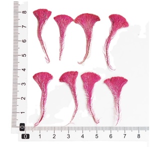 <span class=keywords><strong>Celosia</strong></span> Cristata flor fabricación de tarjetas suministros resina joyería planta Natural ecológica flor prensada Real - Product Image 2