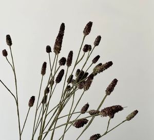 Fleur artificielle de <span class=keywords><strong>Sanguisorba</strong></span> Officinalis noire de haute qualité, 78 cm, pour mariage, Saint-Valentin, fête des mères, décoration de la maison - Product Image 2