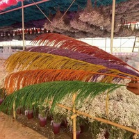 Bunga Kering Alami G196 Rumput Pampas Beige Besar untuk Dekorasi Bunga Pernikahan Rumah, Rumput Pampas Batang Besi