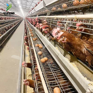 Yeni Çok Satan Otomatik 4 Katlı Tavuk Batarya Kafesleri Yumurtacı Tavuklar Paslanmaz Çelik 90-160 Kapasiteli Yumurta Üretim Ekipmanı ISO9001 - Product Image 4