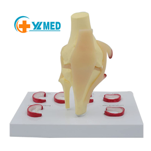 Modèle anatomique de l'articulation du genou avec ménisque pour l'enseignement médical, les études <span class=keywords><strong>cliniques</strong></span> et la communication médecin-patient avec CE - Product Image 1