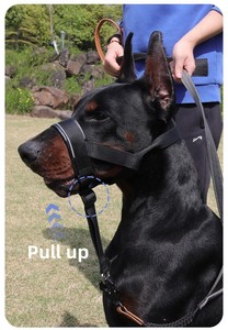 <span class=keywords><strong>Muselière</strong></span> réglable en cuir PU Kingtale Training No Pull <span class=keywords><strong>pour</strong></span> chiens de taille moyenne et grande, avec laisse, permet de faire des gémissements et de <span class=keywords><strong>boire</strong></span> - Product Image 2