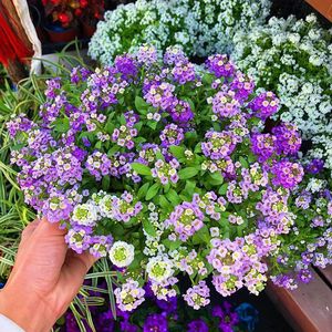 Frutos Crudos de Alyssum Dulce de Alta Calidad (Lobularia <span class=keywords><strong>Maritima</strong></span>) para Floricultura - Product Image 2