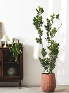 <span class=keywords><strong>Pot</strong></span> <span class=keywords><strong>de</strong></span> fleurs d'intérieur/extérieur <span class=keywords><strong>en</strong></span> bois et ciment, motif géométrique vintage nordique, <span class=keywords><strong>grand</strong></span> modèle, pieds <span class=keywords><strong>en</strong></span> forme <span class=keywords><strong>de</strong></span> bec <span class=keywords><strong>de</strong></span> canard - Product Image 6