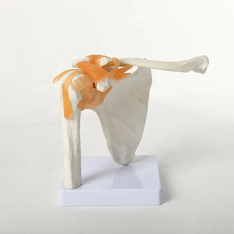 Menschliches Knochen modell Hand knochen Fuß knochen Knie Hüfte Schulter Gelenk modell Krankenhaus Medizinisches Bildungs modell
