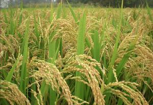 สารสกัดจาก de planta de TE saponina polvo 60% <span class=keywords><strong>Matar</strong></span> A lombriz de Tierra Para cesped fertilizante CAS 67-71-0 - Product Image 5