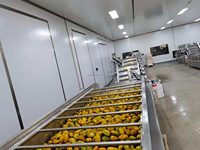 Automatische industriële productielijn voor het pasteuriseren en verwerken van verse mango's tot sap en pulp, met een capaciteit van 3-8T/uur en uitgevoerd in roestvrij staal.