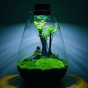 Biolark <span class=keywords><strong>Bouteille</strong></span> de <span class=keywords><strong>terrarium</strong></span> <span class=keywords><strong>en</strong></span> <span class=keywords><strong>verre</strong></span> scellée avec couvercle <span class=keywords><strong>pour</strong></span> décoration de plantes, pot écologique <span class=keywords><strong>pour</strong></span> micro paysage (SD175/200) - Product Image 4