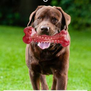 Hor satış köpek çiğnemek kemikleri için agresif Chewers kauçuk sığır lezzet dayanıklı köpek çiğneme oyuncakları neredeyse yıkılmaz sert köpek oyuncaklar - Product Image 2