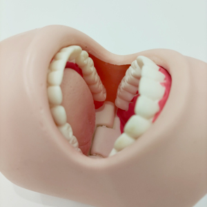 Bán buôn PVC y tế khoa học nha khoa tiêu chuẩn mô phỏng người lớn răng đầy đủ Miệng răng giảng dạy tiên tiến chăm sóc răng miệng mô hình má - Product Image 4