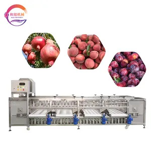 Commercial Fruit Sorter Tomato Apple Sorting Machine Mangosteen Dragon Fruit Grading Machine