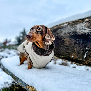 Dachshund jaket anjing tahan air reflektif tahan angin kustom rompi merek pribadi Logo mewah pakaian pakaian hewan peliharaan - Product Image 2