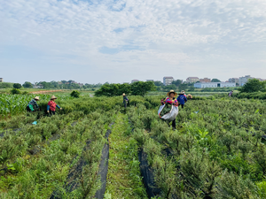 Bột chiết xuất lá chanh dây <span class=keywords><strong>Melissa</strong></span> <span class=keywords><strong>Officinalis</strong></span> cấp thực phẩm, đạt chứng nhận Kosher/cGMP/Halal, hàm lượng axit Rosmarinic 5%, 7%, 10%, đóng thùng - Product Image 3