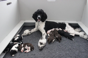 Bester Preis Hündchen Puppenhaus Box für schwangere Hund - Product Image 3