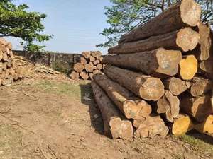 African Azobe Wood Export Grade Hardwood 4m X 60cm Diameter for High End Furniture Flooring and Interior Decoration - Product Image 3