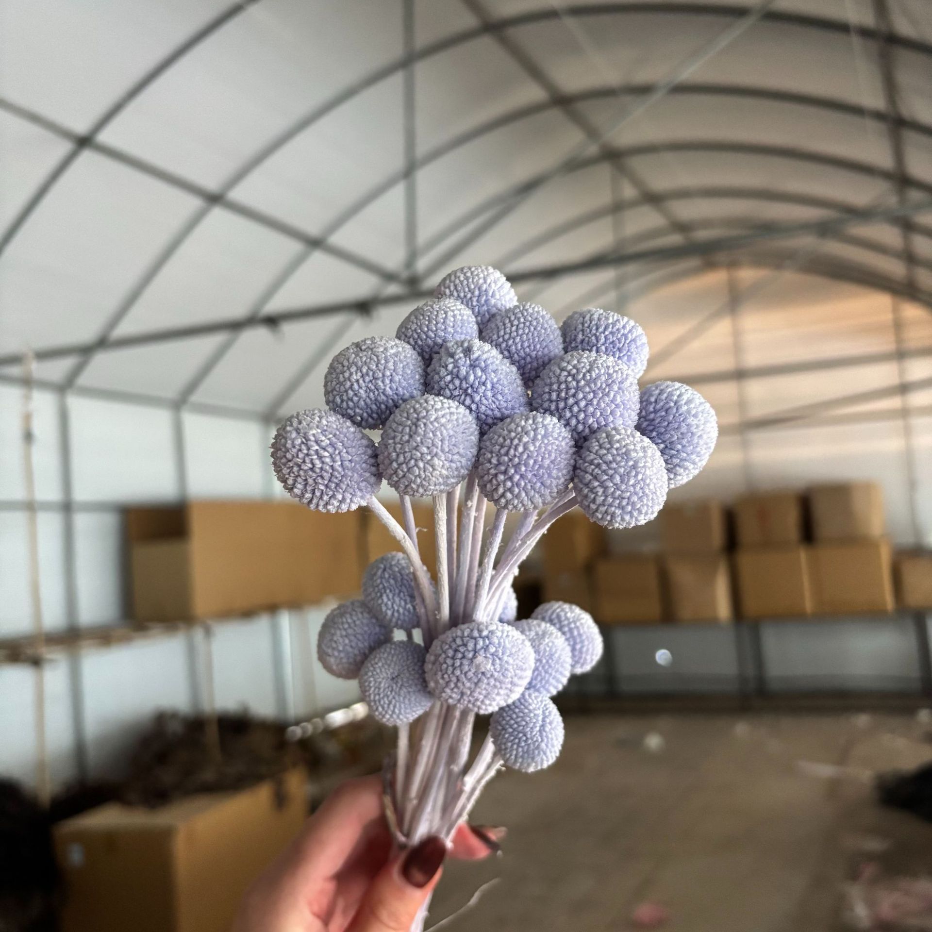 Violet