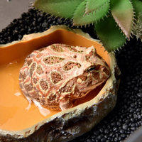 Bols en résine en forme de roche simulée pour nourriture et eau des reptiles, conteneur en spirale, décoration pour reptiles rampants, design lumineux, durable et écologique